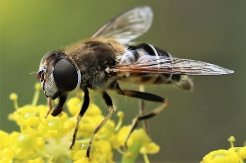 Réf. 219 455 : Eristalis nemorum